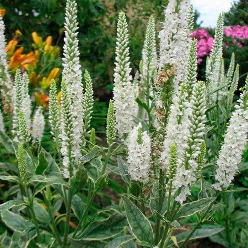 Vit långbladig ärta - Flower World